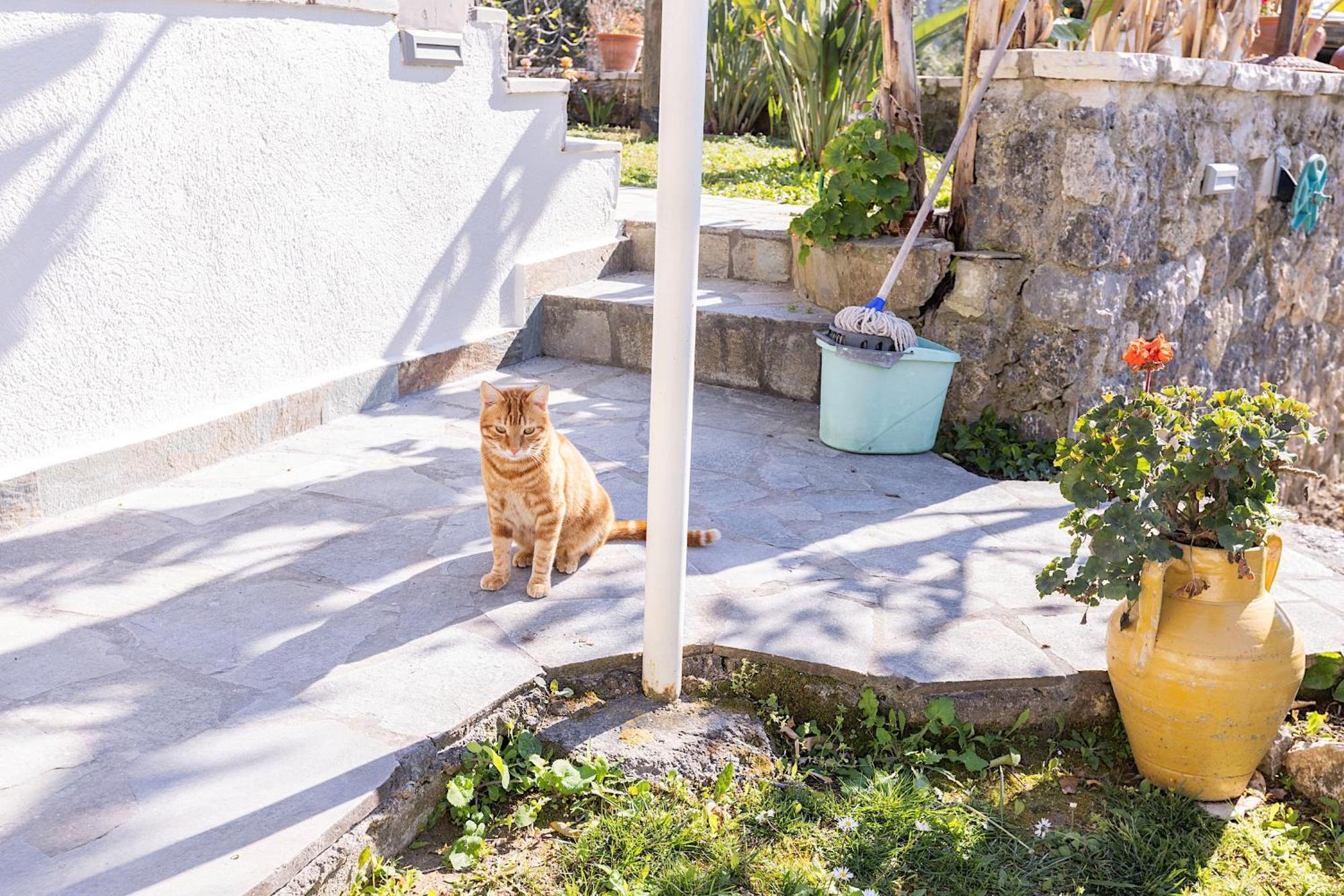Ad Homes Agios Gordios  Dış mekan fotoğraf